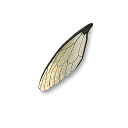 乾いたセミの翅