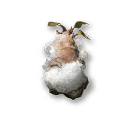 塩漬けマンドレイク